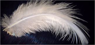 Feather